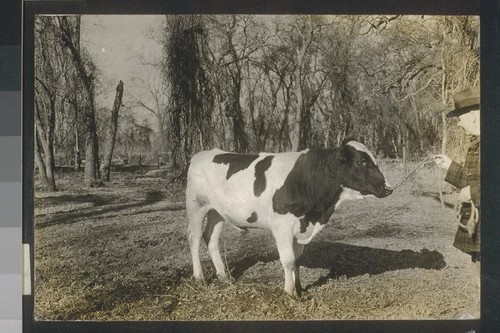 King Morco Alcartra Seventh, grandson of Tillie Alcartra, purchased by the Durham Cooperative Stock Breeders' Ass'n, from A. W. Morris and Son, #76