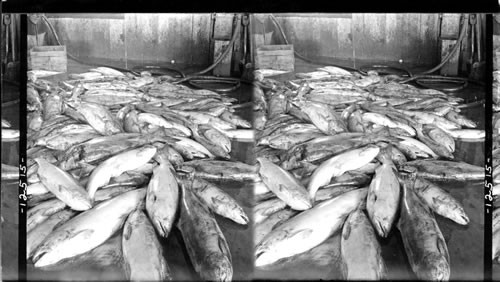 Chinook salmon weighing twenty to sixty lbs., Columbia River Cannery
