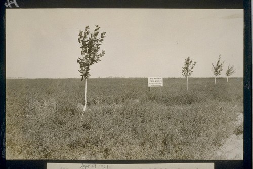 No. 112. Sept. 29, 1921, Fourth cutting of alfalfa planted Feb 1., 1921