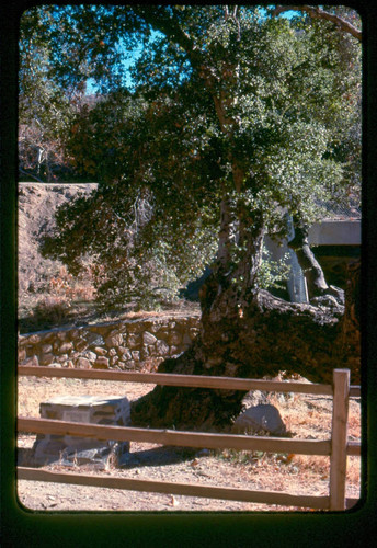 View of a tree at Placerita Canyon Natural Area