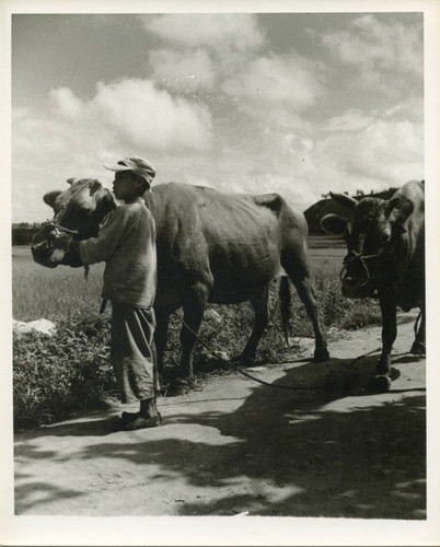 Boy tending to cattle