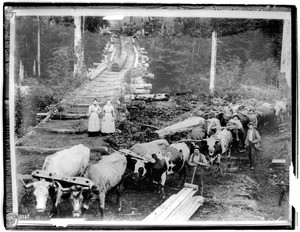 Team of about 16 oxen used for hauling lumber in the forest, 1902