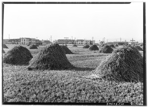 Hystacks in a large field surrounded by buildings