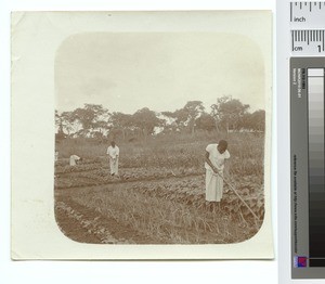 School garden, Malawi, ca.1888-1929
