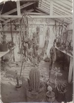 "Greenhouse cactus"