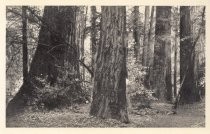 The Redwoods in Muir Woods