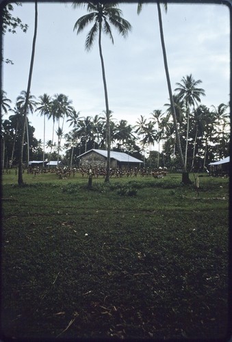 Dance: decorated children with short skirts and flattened dried pandanus leaves perform the rogaewa dance, church building in background