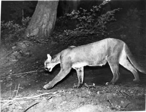 Sequoia Park, Misc. Mammals, Mountain Lion (camera set at night and sprung by animal)