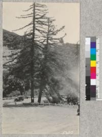 Big Cone Spruce (Pseudotsuga macrocarpa) along Rim of the World Drive, San Bernardino Mountains. 1933. Metcalf
