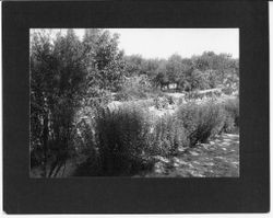 Rows of penstamon and loquat trees at Luther Burbank's Gold Ridge Experiment Gardens in Sebastopol, California