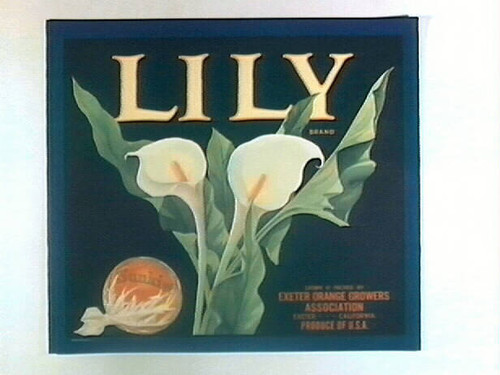 Lily Brand