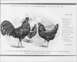Coq et poule race Hallandaise : type adopte par la Societe des Aviculteurs Francais, Siege social, 46, rue du Bac, Paris