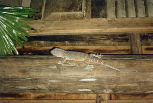 Gecko. A fine "insect-killer-friend" in the house of Bodil and Jørgen Lindgaard in Preah S'Dach