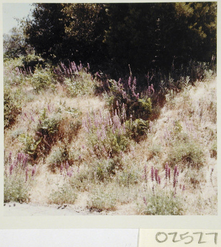 Color photograph of wild flowers on Mount Palomar