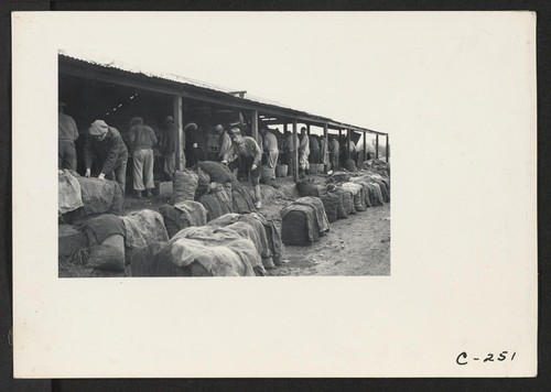 Cutting potato seed for market on the ranch of John C. Kelly in the Delta region, prior to evacuation. The