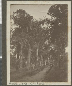 Botanical gardens, Durban, South Africa, July 1917