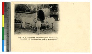 Oxen, a covered wagon, and a boy, India, ca.1920-1940