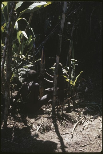 Pig festival: men drive painted stake into ground, alongside planted cordyline