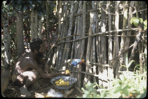 Cassowary being fed