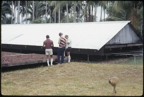 Siar Plantation, cocoa drying