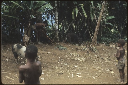 Bride price for Membe: children watch bride's brother Kombla kill pigs