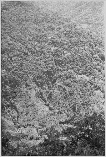 Bismarck Range: forested slope and valley, old garden clearings