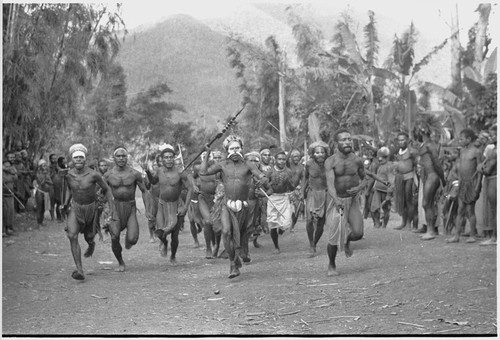 Pig festival, pig sacrifice, Kwiop: war allies charge with mock aggression to the ritual fence, where they will be fed salted pork