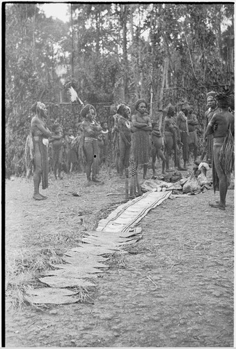 Pig festival, pig sacrifice, Kompiai: gifts for allies of cowrie shell belts, kina shells, bush knives, yams, and pork are displayed