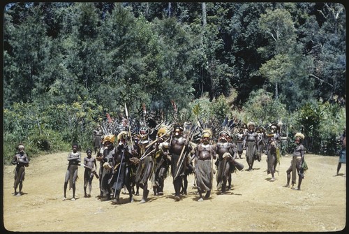 Pig festival, singsing, Kompiai: decorated men enter dance ground, carrying bows and arrows