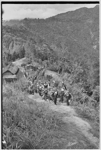 Pig festival, singsing: decorated men on trail from Cook's house