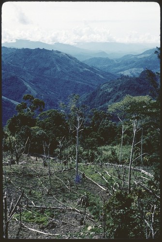 Kwiop, garden marked with downed trees