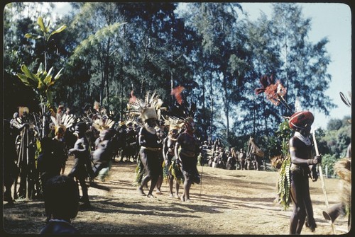 Pig festival, singsing, Kompiai: man in red wig, other men wear feathered headdresses