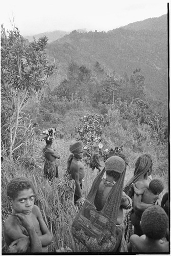 Pig festival, uprooting cordyline ritual: large procession of allies carrying uprooted cordyline to clan boundary