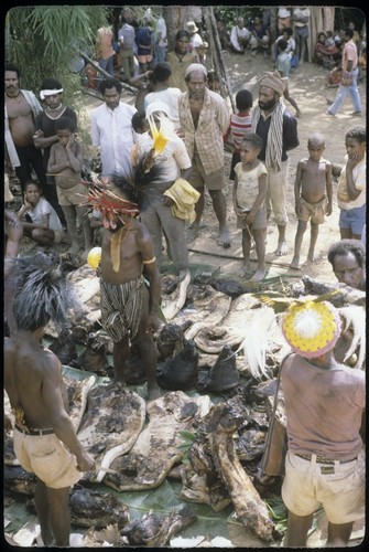 Ritual exchange: elaborately dressed men oversee distribution of pork and cassowary meat