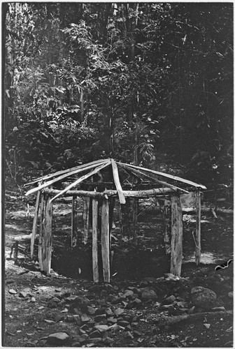 Pig festival, uprooting cordyline ritual: man builds sacrifice house in ancestral shrine