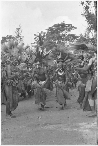 Pig festival, singsing: decorated men dance in line with kundu drums