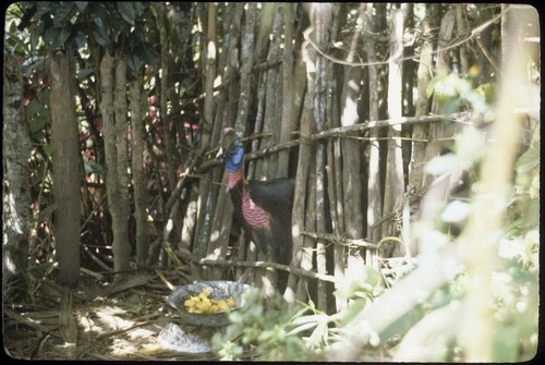 Cassowary in a pen, being fed