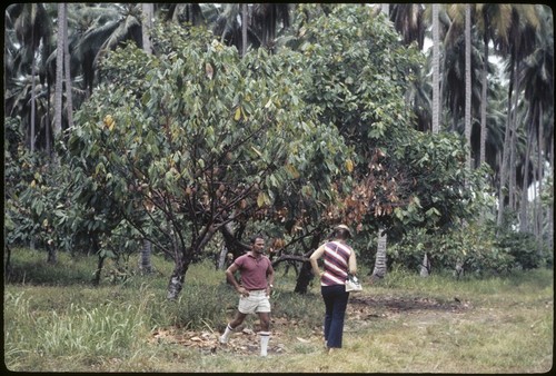 Siar Plantation, cocoa tress