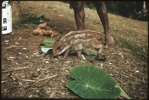 Piglet and sweet potatoes