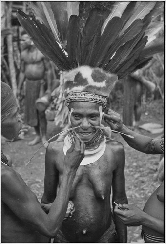 Bride price ritual: bride wears feather and marsupial fur headdress with beetle headband, other women paint her face