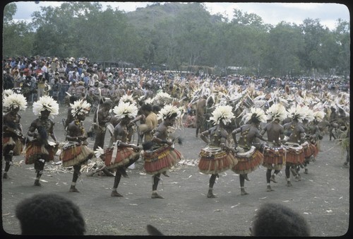 Port Moresby show: dancers with brightly dyed grass skirts and feathered headdresses