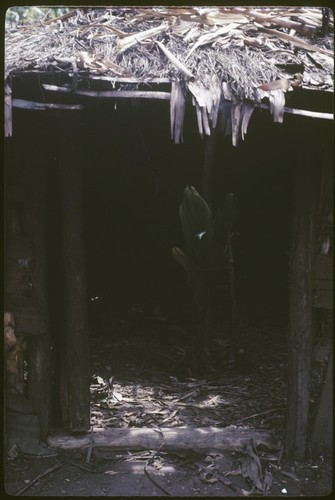 Pig festival: cordyline and painted stakes inside sacrifice house