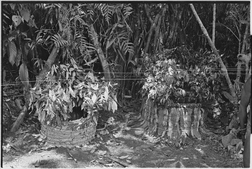 Pig festival, uprooting cordyline ritual: small ovens for cooking sacrifical cassowary and pig's head