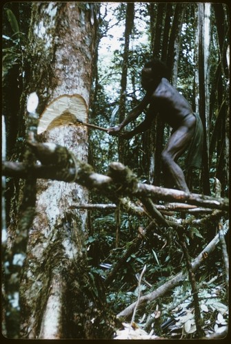 Man using an axe to fell a tree, clearing land for gardening