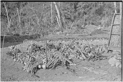 Pig festival, uprooting cordyline ritual: large display of yams, bananas and other food for feast