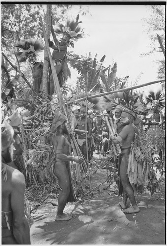 Pig festival, uprooting cordyline ritual: Wabi presents food to visiting allies, men watch from framework attached to tree