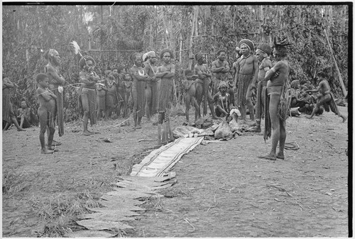 Pig festival, pig sacrifice, Kompiai: gifts for allies of cowrie shell belts, kina shells, bush knives, yams, and pork are displayed