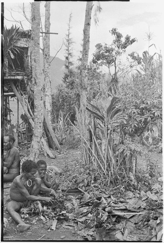 Pig festival, uprooting cordyline ritual: fenced cordyline plant will be pulled up, marking new phase of the festival