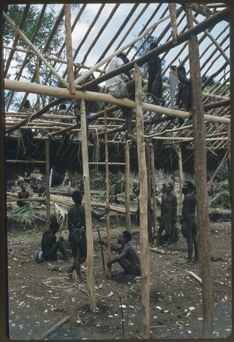 House-building: Kwiop men build frame for the Cooks' house