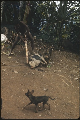 Bride price for Membe: bride's brother Kombla clubs a pig while dogs look on